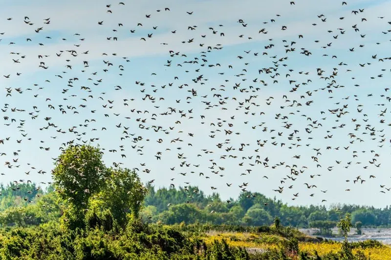 Stor fågelflock som lyfter över trädtoppar mot ljus himmel