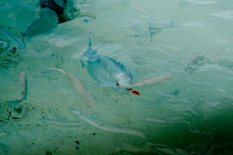 En fisk i klart vatten