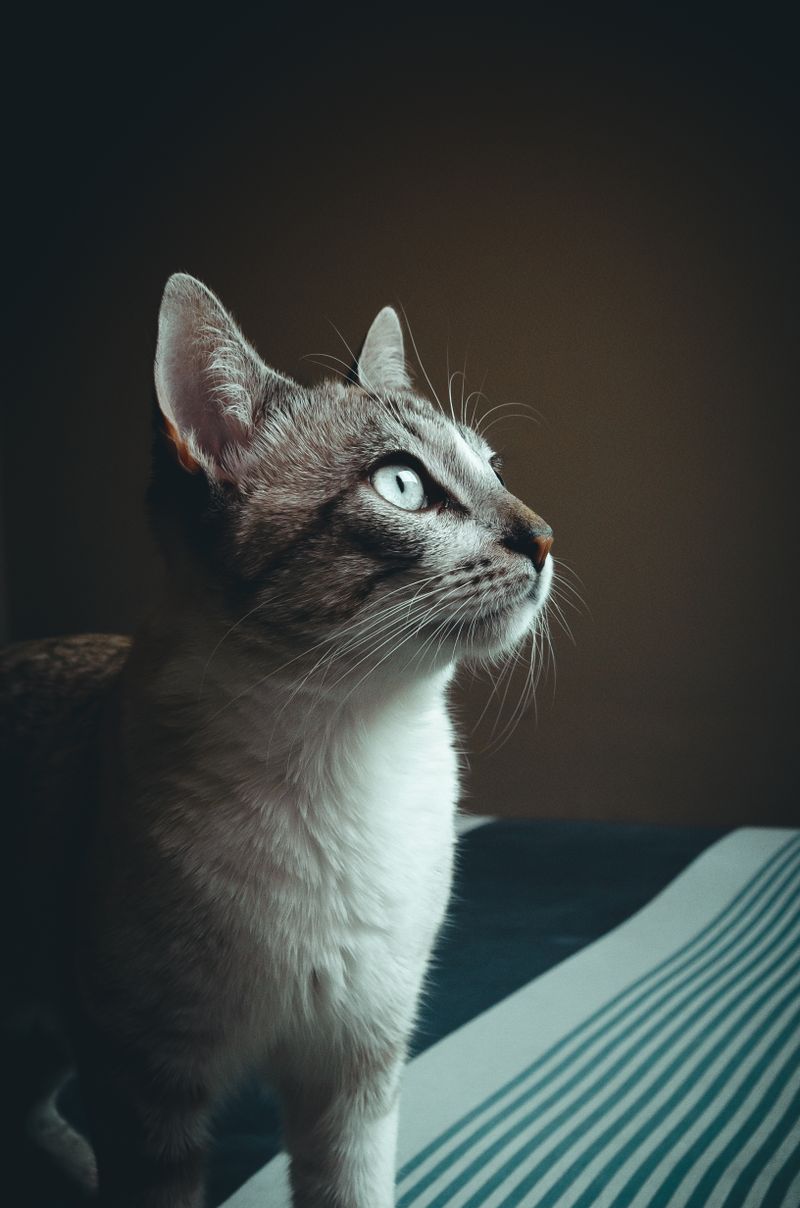Närbild av en katt med vaksam, lugn blick