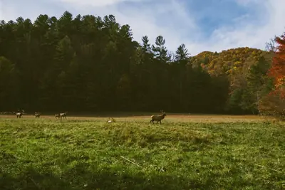 Rådjur betar på en äng framför skogen