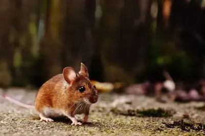 Liten gnagare på skogsmarken bland löv