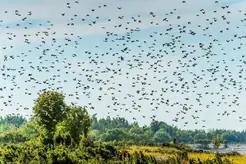 Stor fågelflock som lyfter över trädtoppar mot ljus himmel
