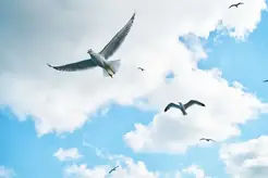 En mås som flyger mot blå himmel med vita moln