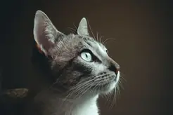Närbild av en katt med vaksam, lugn blick