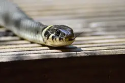 En orm som ligger hoprullad på torrt gräs