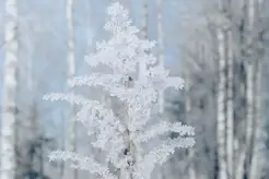 Ett frosttäckt träd i ett stilla, snötäckt vinterlandskap