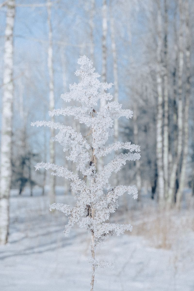 Ett frosttäckt träd i ett stilla, snötäckt vinterlandskap