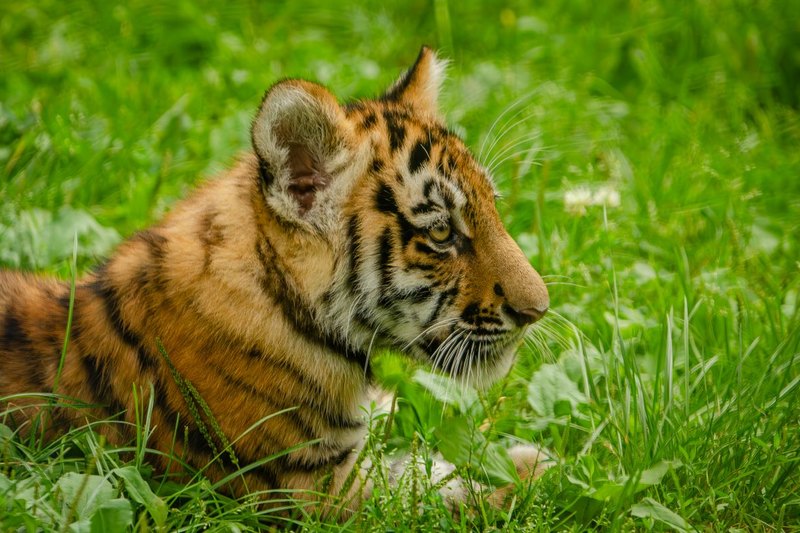 En ung tiger som ligger i högt gräs