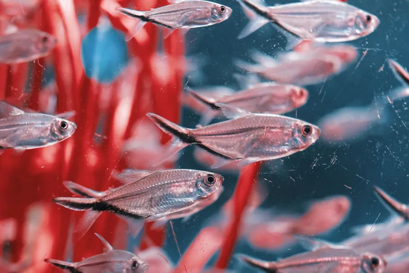 Bild till drömmen om fisk i ett akvarium